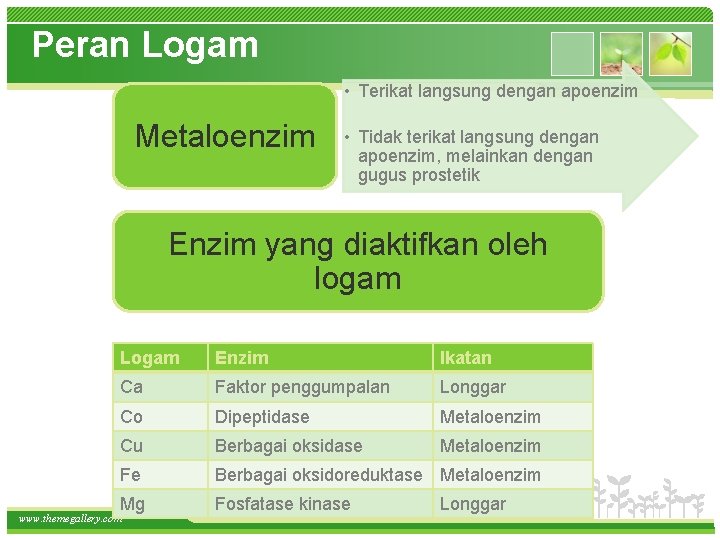 Peran Logam • Terikat langsung dengan apoenzim Metaloenzim • Tidak terikat langsung dengan apoenzim,