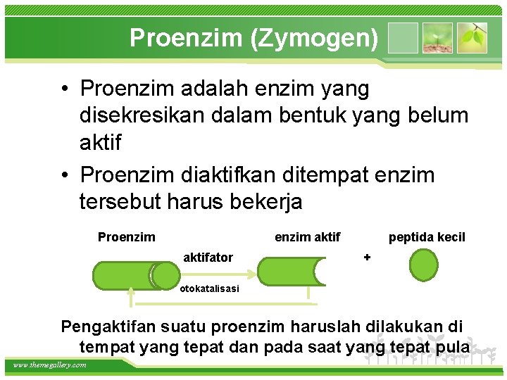 Proenzim (Zymogen) • Proenzim adalah enzim yang disekresikan dalam bentuk yang belum aktif •