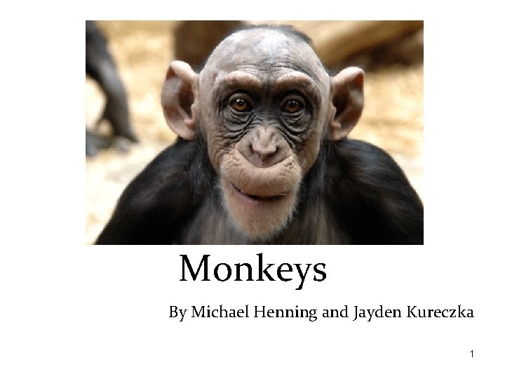 Monkeys By Michael Henning and Jayden Kureczka 1 