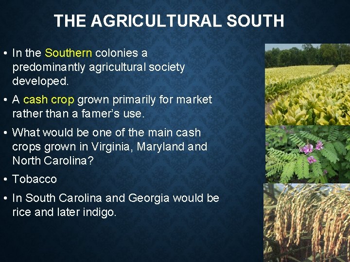 THE AGRICULTURAL SOUTH • In the Southern colonies a predominantly agricultural society developed. •