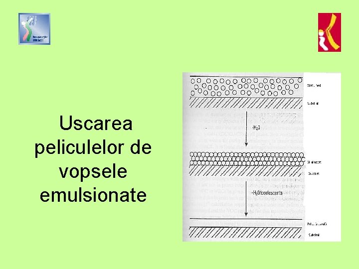 Uscarea peliculelor de vopsele emulsionate 