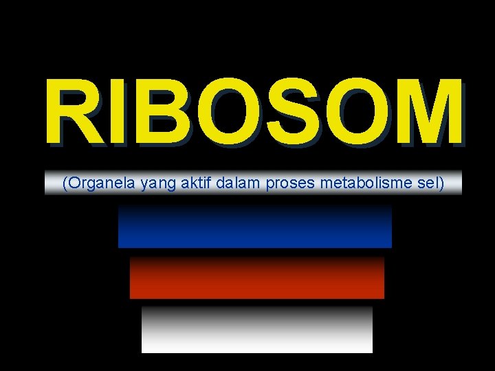 RIBOSOM (Organela yang aktif dalam proses metabolisme sel) 