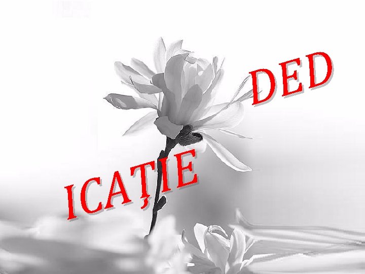 D E I Ţ A IC D E I Ţ A IC