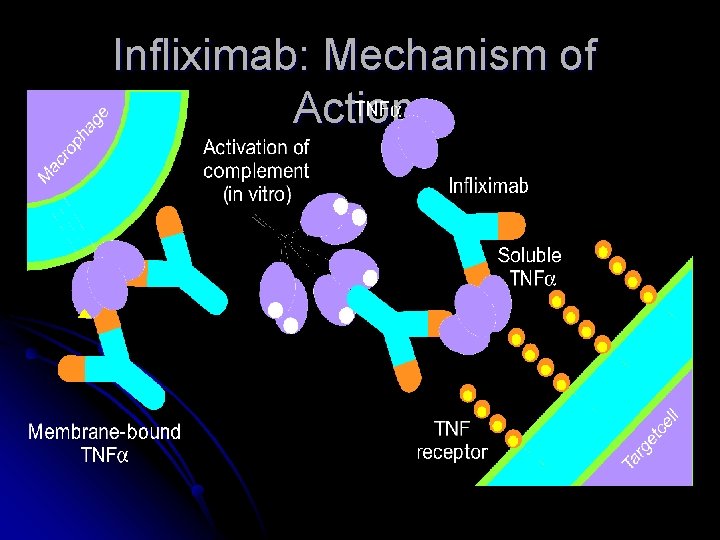 Infliximab: Mechanism of Action 