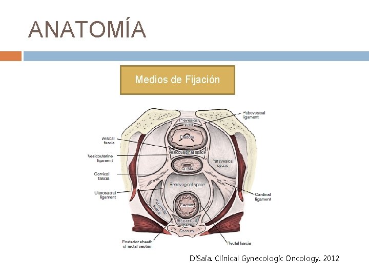 ANATOMÍA Medios de Fijación Di. Saia. Clinical Gynecologic Oncology. 2012 