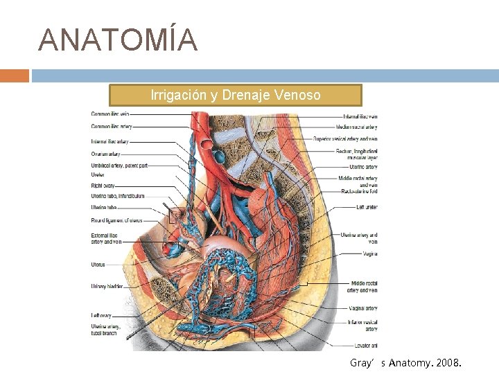 ANATOMÍA Irrigación y Drenaje Venoso Gray’s Anatomy. 2008. 