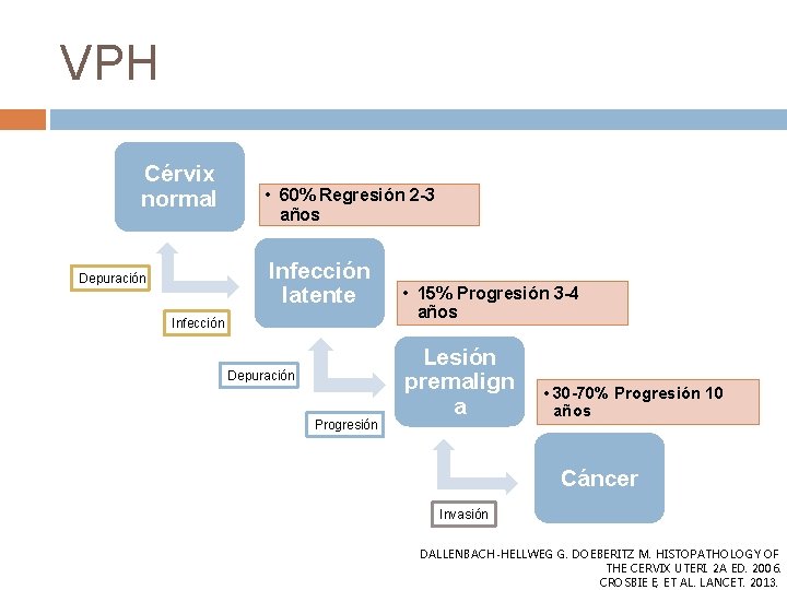 VPH Cérvix normal • 60% Regresión 2 -3 años Infección latente Depuración Infección Depuración