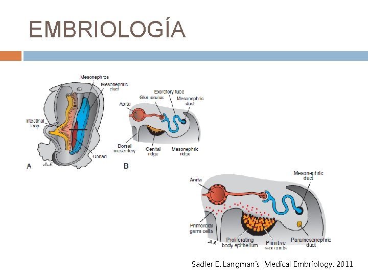 EMBRIOLOGÍA Sadler E. Langman´s Medical Embriology. 2011 