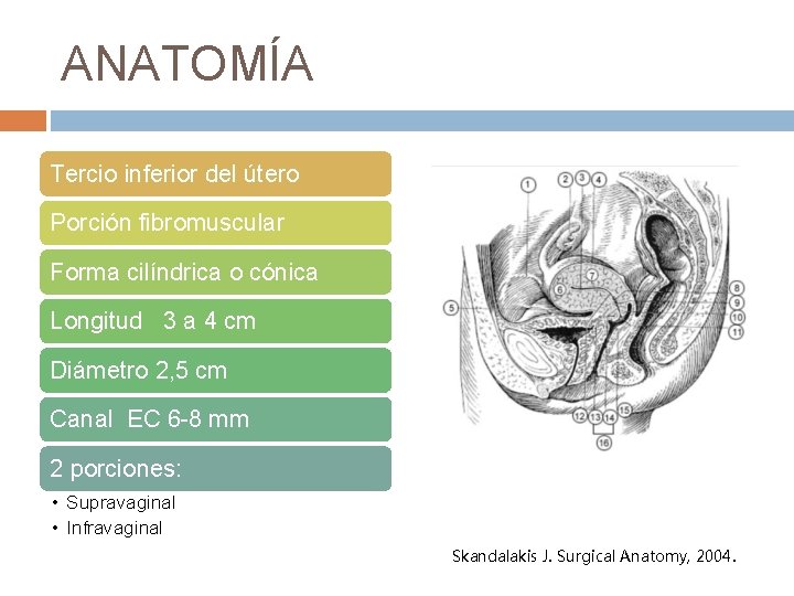 ANATOMÍA Tercio inferior del útero Porción fibromuscular Forma cilíndrica o cónica Longitud 3 a