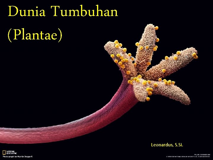 Dunia Tumbuhan (Plantae) Leonardus, S. Si. 