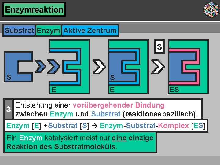 Enzymreaktion Substrat Enzym Aktive Zentrum 3 S S E E ES Entstehung einer vorübergehender Enzymreaktion Substrat Enzym Aktive Zentrum 3 S S E E ES Entstehung einer vorübergehender