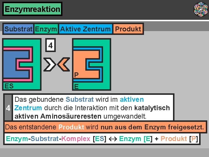Enzymreaktion Substrat Enzym Aktive Zentrum Produkt 4 P ES E Das gebundene Substrat wird Enzymreaktion Substrat Enzym Aktive Zentrum Produkt 4 P ES E Das gebundene Substrat wird