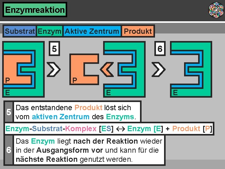 Enzymreaktion Substrat Enzym Aktive Zentrum Produkt 5 P E 6 P E E Das Enzymreaktion Substrat Enzym Aktive Zentrum Produkt 5 P E 6 P E E Das