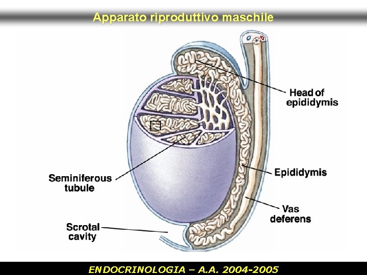 Apparato riproduttivo maschile ENDOCRINOLOGIA – A. A. 2004 -2005 