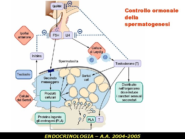 Controllo ormonale della spermatogenesi ENDOCRINOLOGIA – A. A. 2004 -2005 