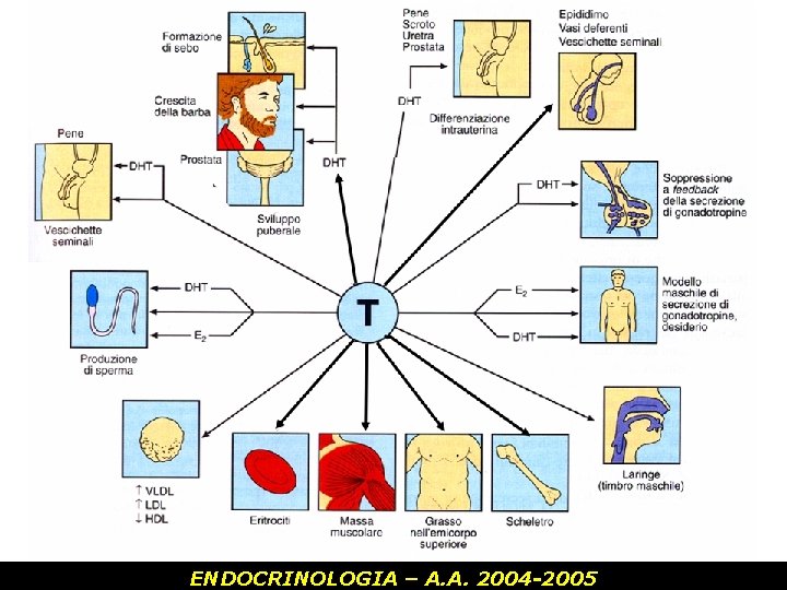 ENDOCRINOLOGIA – A. A. 2004 -2005 