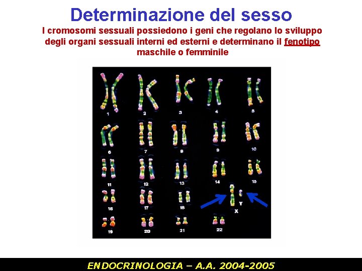 Determinazione del sesso I cromosomi sessuali possiedono i geni che regolano lo sviluppo degli