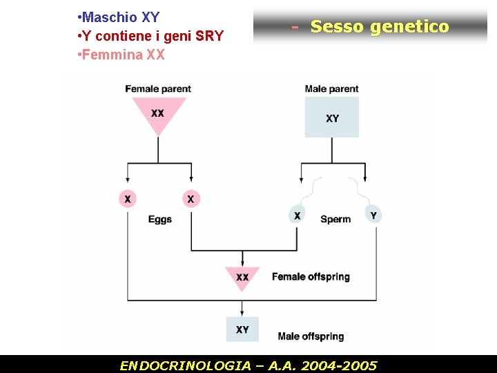  • Maschio XY • Y contiene i geni SRY • Femmina XX -