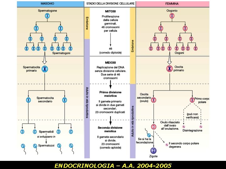 ENDOCRINOLOGIA – A. A. 2004 -2005 