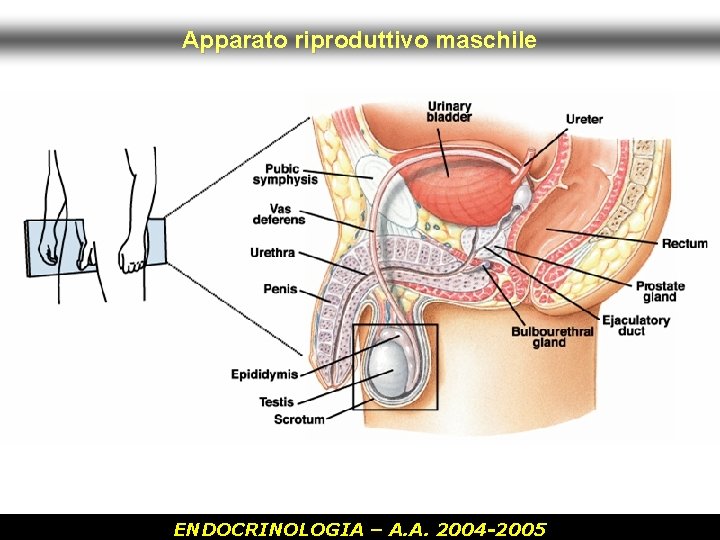 Apparato riproduttivo maschile ENDOCRINOLOGIA – A. A. 2004 -2005 