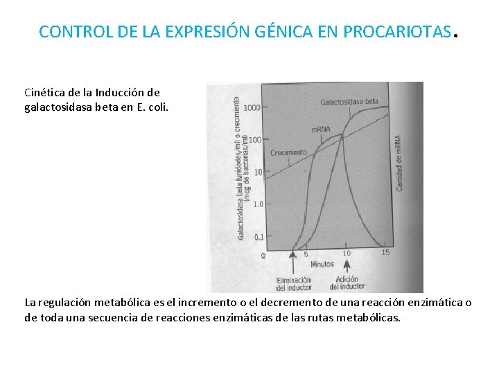 CONTROL DE LA EXPRESIÓN GÉNICA EN PROCARIOTAS . Cinética de la Inducción de galactosidasa