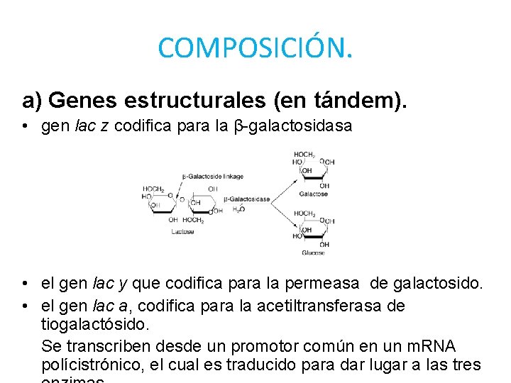 COMPOSICIÓN. a) Genes estructurales (en tándem). • gen lac z codifica para la β-galactosidasa