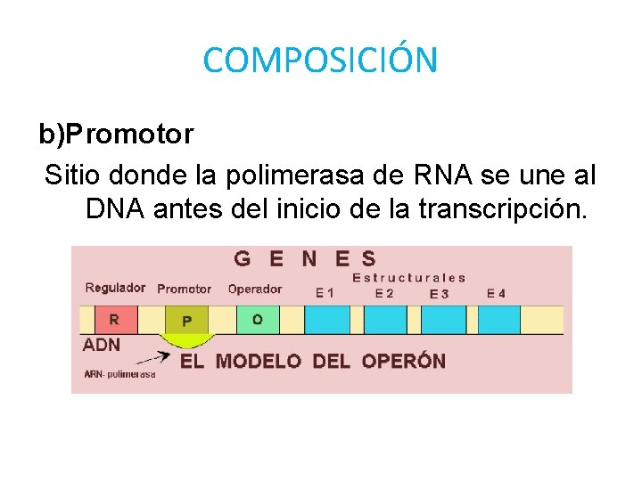 COMPOSICIÓN b)Promotor Sitio donde la polimerasa de RNA se une al DNA antes del