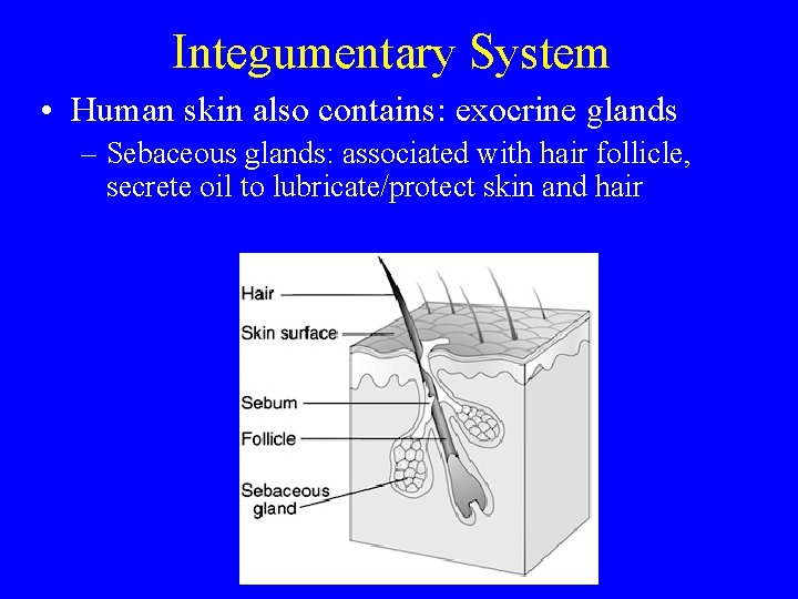 The Animal Body Tour Levels Of Structure Cells