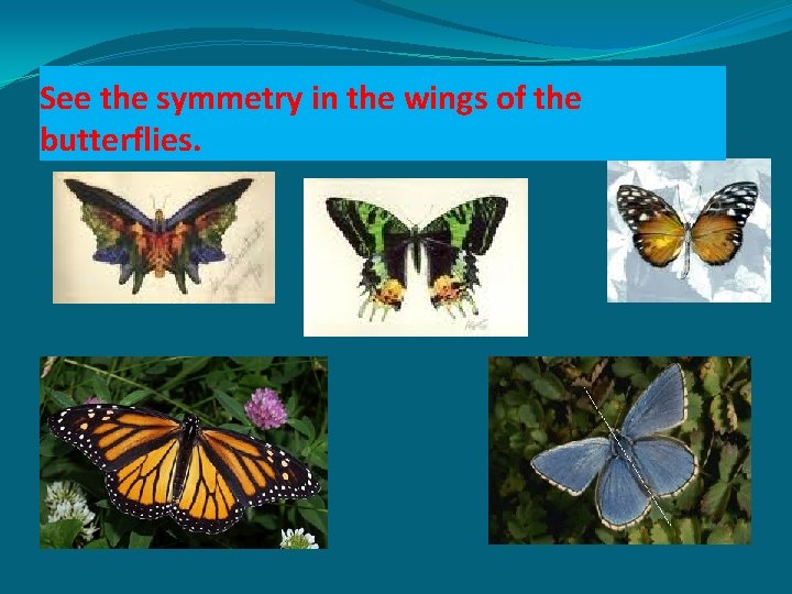 See the symmetry in the wings of the butterflies. 