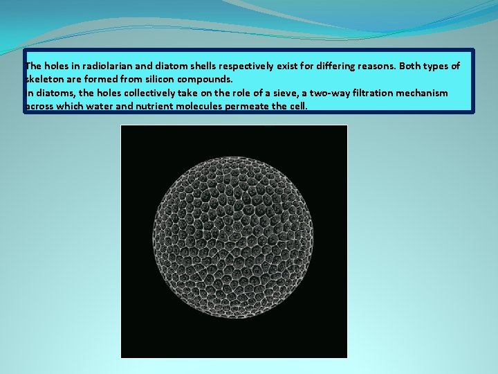 The holes in radiolarian and diatom shells respectively exist for differing reasons. Both types