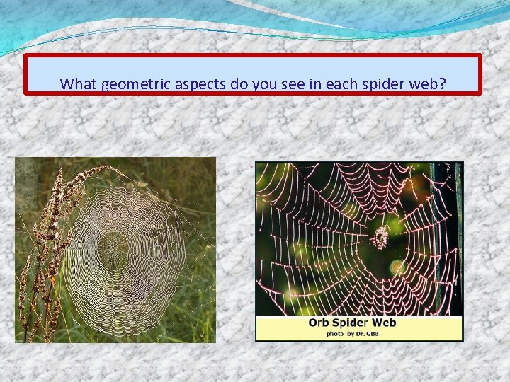 What geometric aspects do you see in each spider web? 