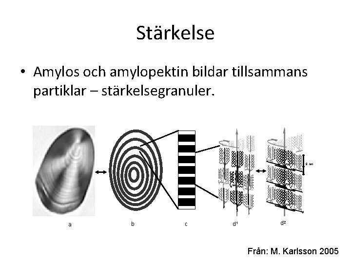 Stärkelse • Amylos och amylopektin bildar tillsammans partiklar – stärkelsegranuler. 9 nm a b