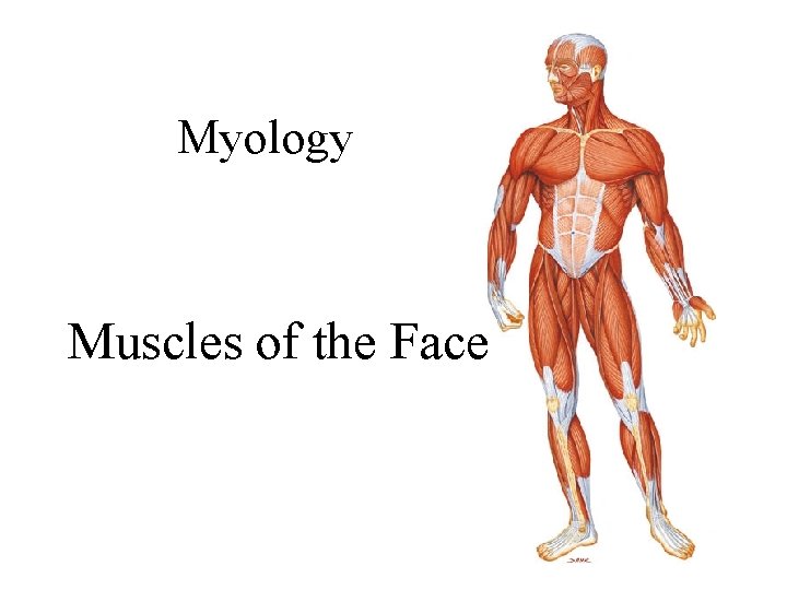 Myology Muscles of the Face 