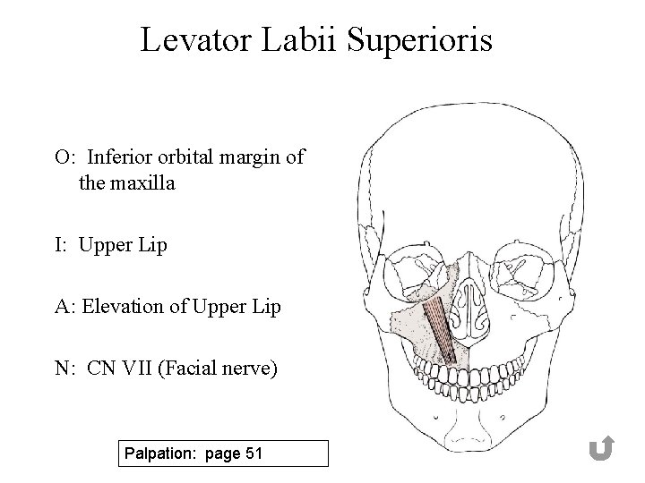 Levator Labii Superioris O: Inferior orbital margin of the maxilla I: Upper Lip A: