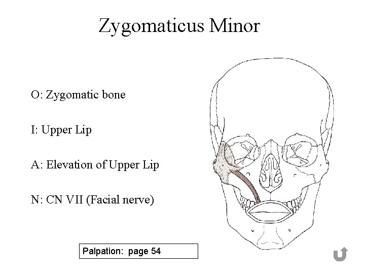 Zygomaticus Minor O: Zygomatic bone I: Upper Lip A: Elevation of Upper Lip N: