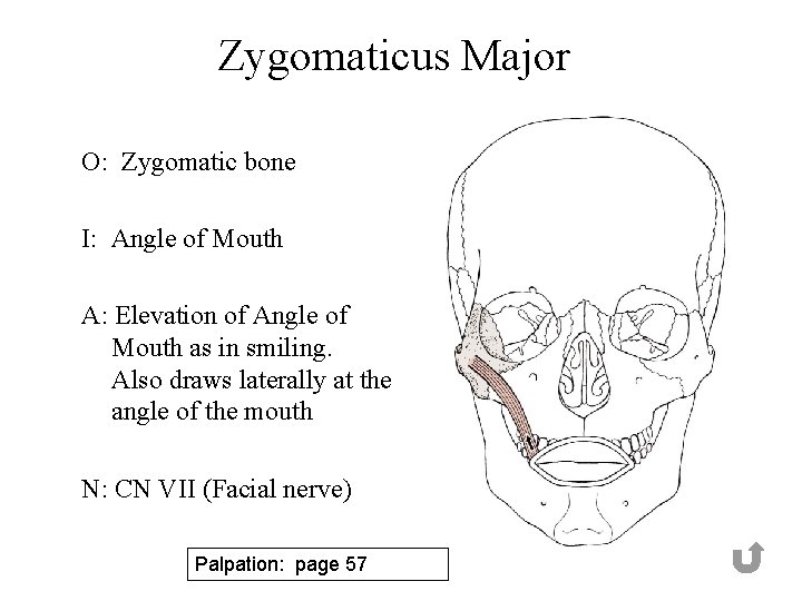 Zygomaticus Major O: Zygomatic bone I: Angle of Mouth A: Elevation of Angle of