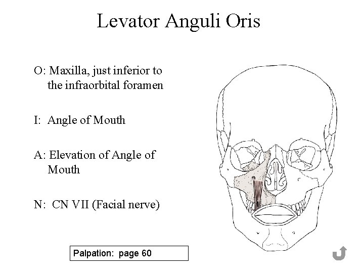 Levator Anguli Oris O: Maxilla, just inferior to the infraorbital foramen I: Angle of