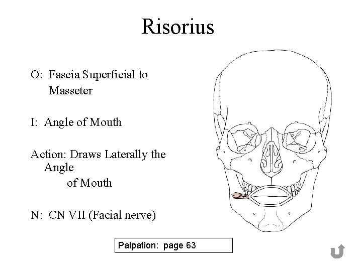 Risorius O: Fascia Superficial to Masseter I: Angle of Mouth Action: Draws Laterally the