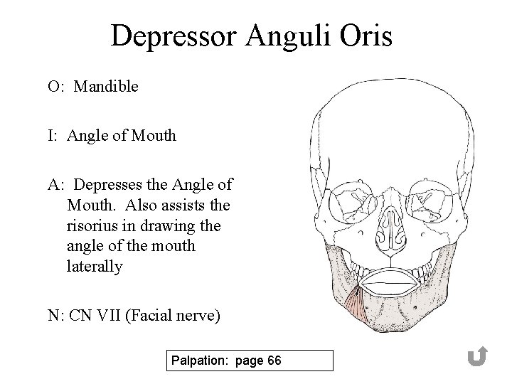 Depressor Anguli Oris O: Mandible I: Angle of Mouth A: Depresses the Angle of