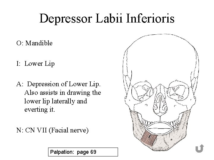 Depressor Labii Inferioris O: Mandible I: Lower Lip A: Depression of Lower Lip. Also