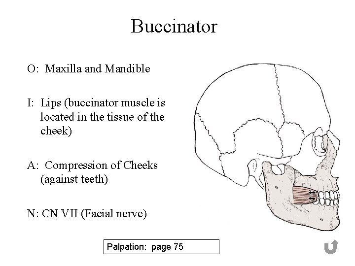 Buccinator O: Maxilla and Mandible I: Lips (buccinator muscle is located in the tissue