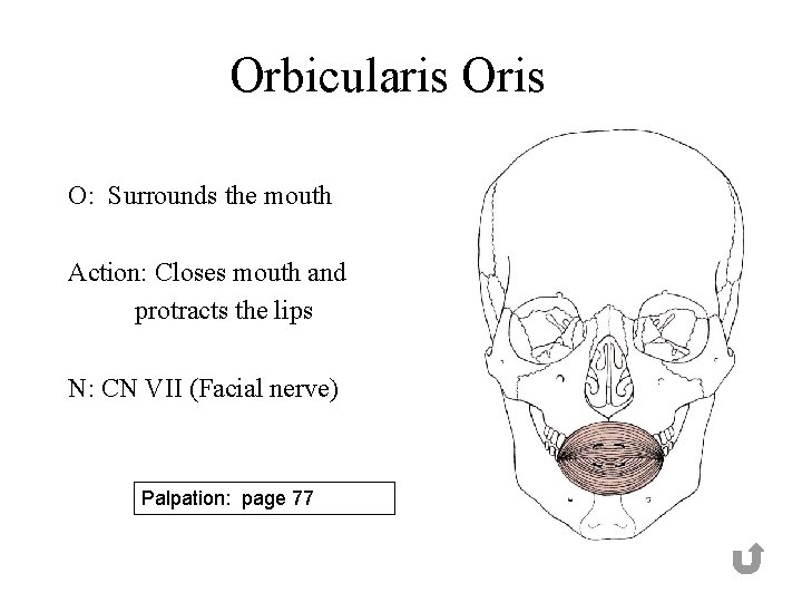 Orbicularis O: Surrounds the mouth Action: Closes mouth and protracts the lips N: CN