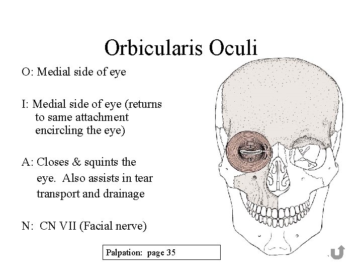 Orbicularis Oculi O: Medial side of eye I: Medial side of eye (returns to