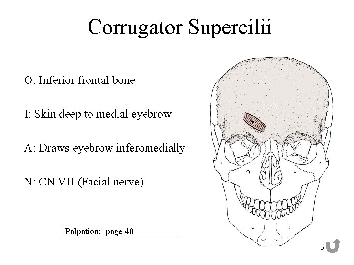 Corrugator Supercilii O: Inferior frontal bone I: Skin deep to medial eyebrow A: Draws