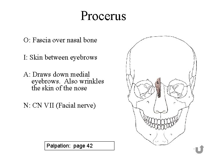 Procerus O: Fascia over nasal bone I: Skin between eyebrows A: Draws down medial