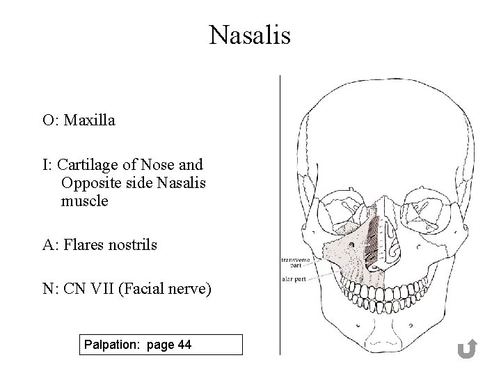 Nasalis O: Maxilla I: Cartilage of Nose and Opposite side Nasalis muscle A: Flares