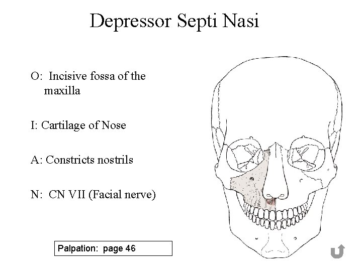 Depressor Septi Nasi O: Incisive fossa of the maxilla I: Cartilage of Nose A: