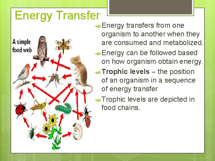Energy Transfer Energy transfers from one organism to another when they are consumed and