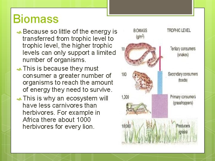 Biomass Because so little of the energy is transferred from trophic level to trophic