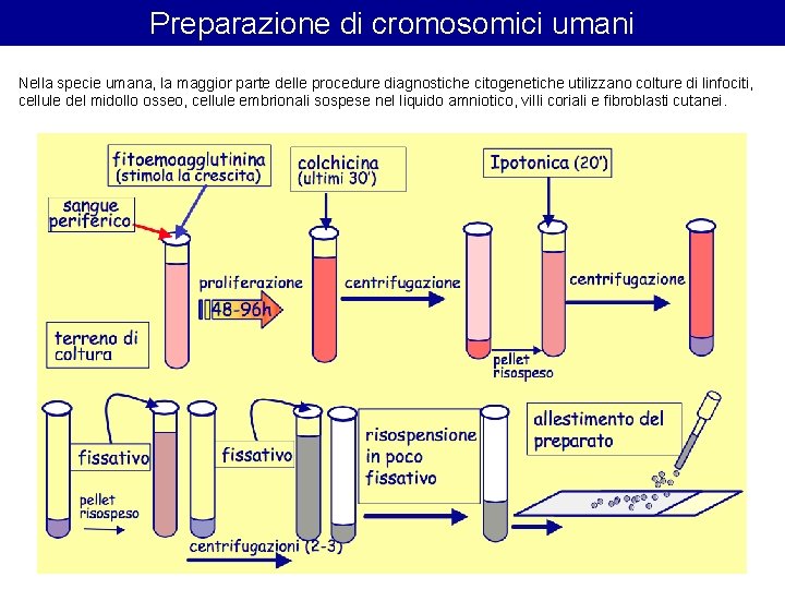 Preparazione di cromosomici umani Nella specie umana, la maggior parte delle procedure diagnostiche citogenetiche Preparazione di cromosomici umani Nella specie umana, la maggior parte delle procedure diagnostiche citogenetiche